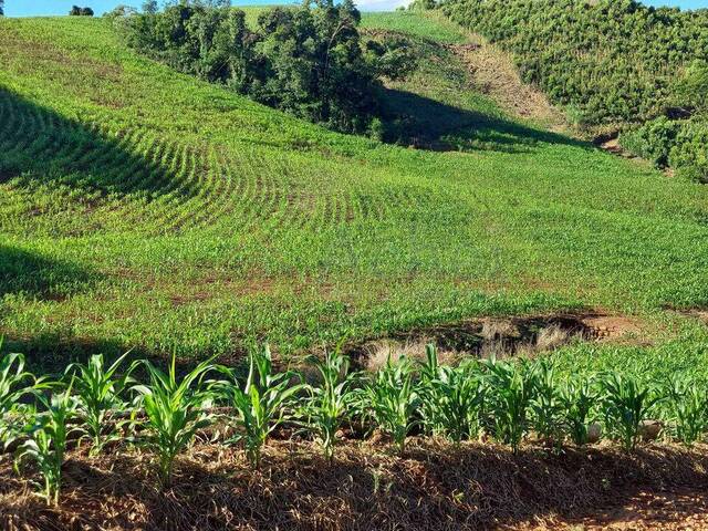 #61 - Chácara para Venda em Áurea - RS