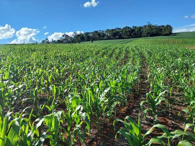 #61 - Chácara para Venda em Áurea - RS